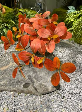 胶片红薯叶秋色系树叶家居装饰