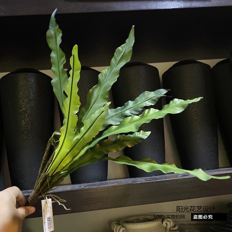 热带雨林盆栽狼尾蕨波斯绿植墙