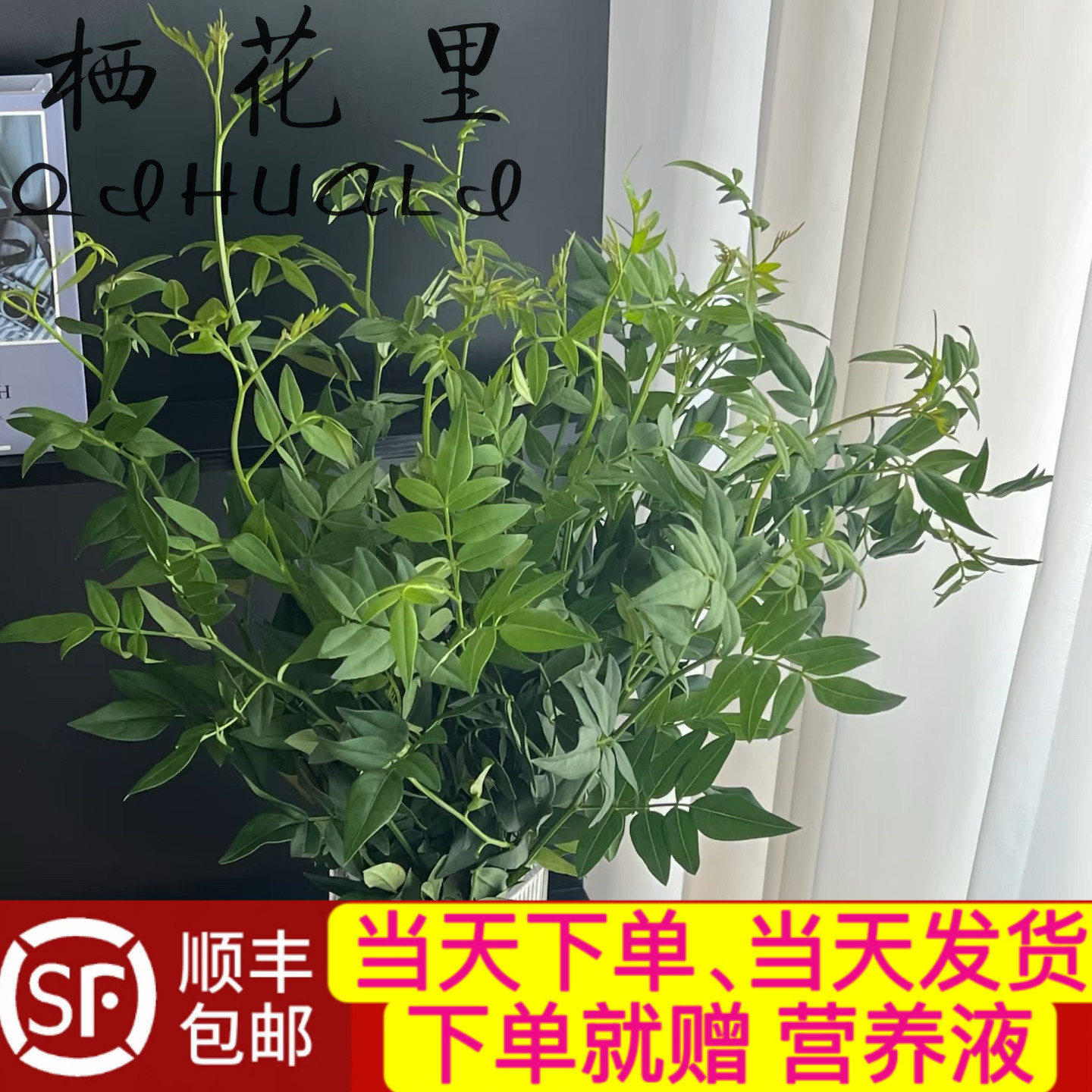 当日顺丰发货 九星叶配草教师节开学季配叶绿色系新鲜花顺丰包邮图片