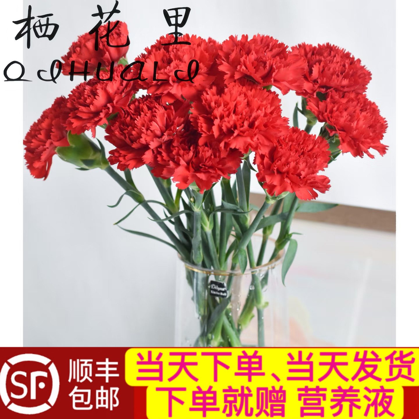 当日顺丰发货 10支红色单头康乃馨云南鲜花鲜切花顺丰包邮