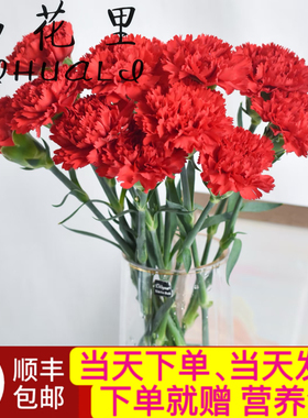 当日顺丰发货10支红色单头康乃馨云南鲜花鲜切花顺丰包邮送货上门