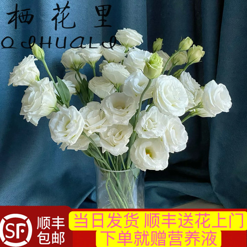 当日顺丰发货15-18朵花白色多头洋桔梗云南鲜切花顺丰包邮次日达