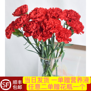 当日顺丰发货10支红色单头康乃馨云南鲜花鲜切花顺丰包邮送货上门