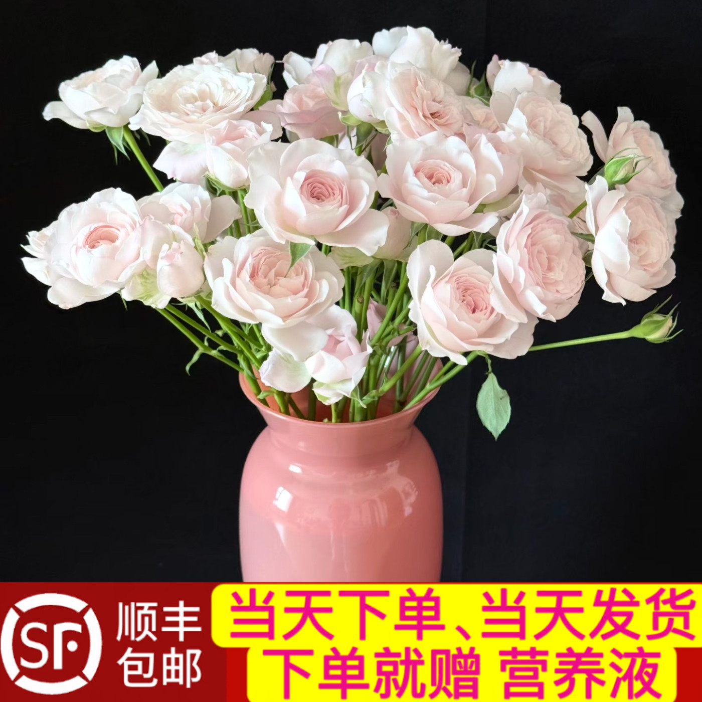 当天顺丰发货 仙子之吻多头玫瑰鲜花顺丰包邮次日达或者隔日达