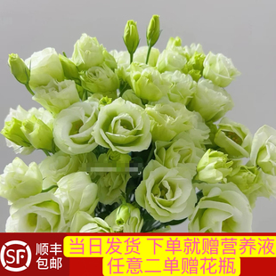 当日顺丰发货18-22朵花 绿色多头洋桔梗鲜切花顺丰包邮送花上门