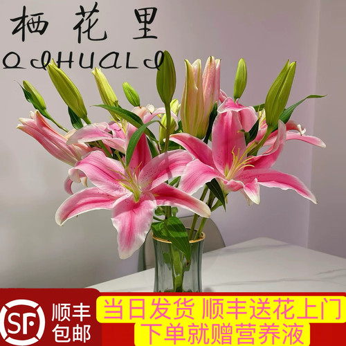 粉色香水百合鲜切花苞发货顺丰