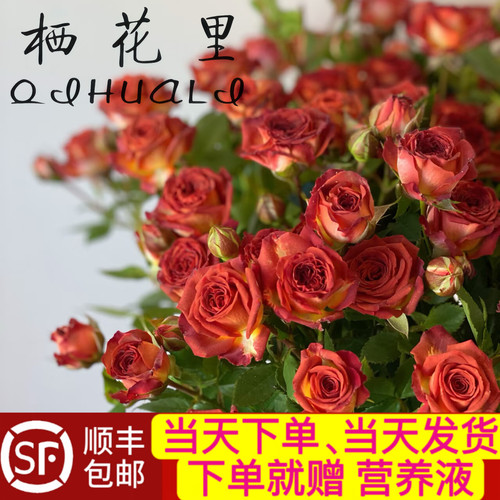 当天顺丰发货 10支40-50朵花巧克力多头玫瑰泡泡鲜切花顺丰包邮