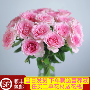 当日顺丰发货 10支洛神花魁单头粉色玫瑰鲜切花顺丰包邮送花上门