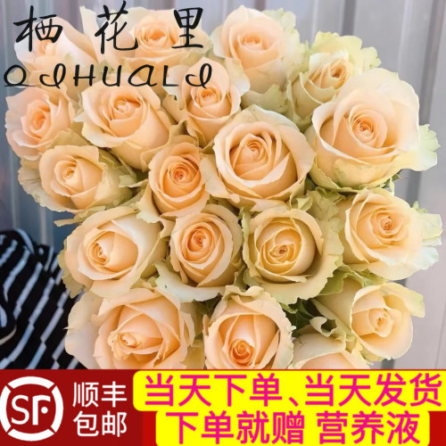 当日顺丰发货10支香槟色蜜桃雪山玫瑰鲜花鲜切花顺丰包邮送花上门