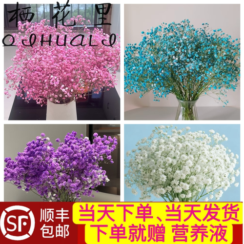 当日顺丰发货 满天星白色粉色蓝色紫色鲜花（部分掉落花苞属正常