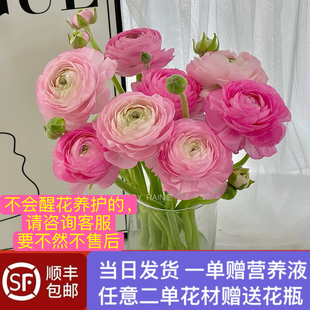 当日发货 8支粉色橙色洋牡丹鲜花鲜切花顺丰包邮送花上门