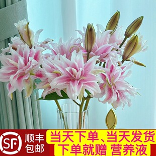 当日顺丰发货 伊莎贝拉重瓣粉色百合鲜花顺丰包邮
