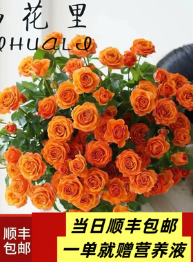 当日发货 40-50朵花10支多头玫瑰橙色芭比鲜花顺丰包邮送货上门