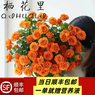 当日发货 40-50朵花10支多头玫瑰橙色芭比鲜花顺丰包邮送货上门