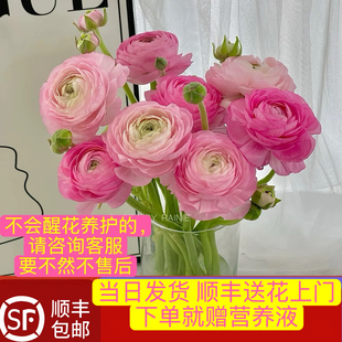 当日发货 8支粉色橙色洋牡丹鲜花鲜切花顺丰包邮送花上门