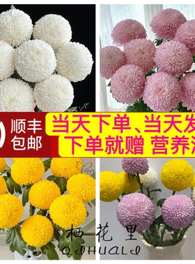 当日顺丰发货 5支乒乓球菊花期长鲜花顺丰包邮送货上门
