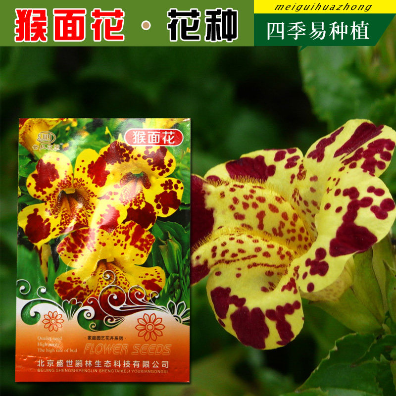 多年生猴面花种子别墅庭院阳台花种子花籽四季易种植物