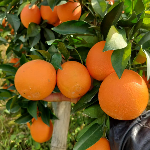 赣南脐橙我是果农打包