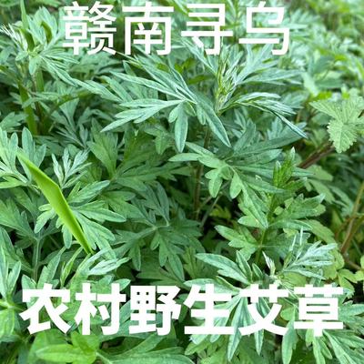 《新鲜艾草叶子》现摘现发可食用艾叶青团糍粑原料清明草