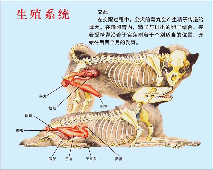 770狗动物生殖系统结构解剖示意图贴画喷绘展板素材海报印制1456