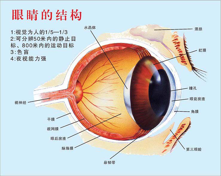 770狗动物眼睛的结构解剖示意图墙贴画喷绘展板素材海报印制1456