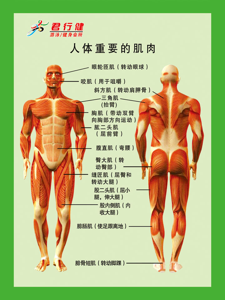 338居家海报展板喷绘贴纸图片50游泳健身会所 人体肌肉分布图