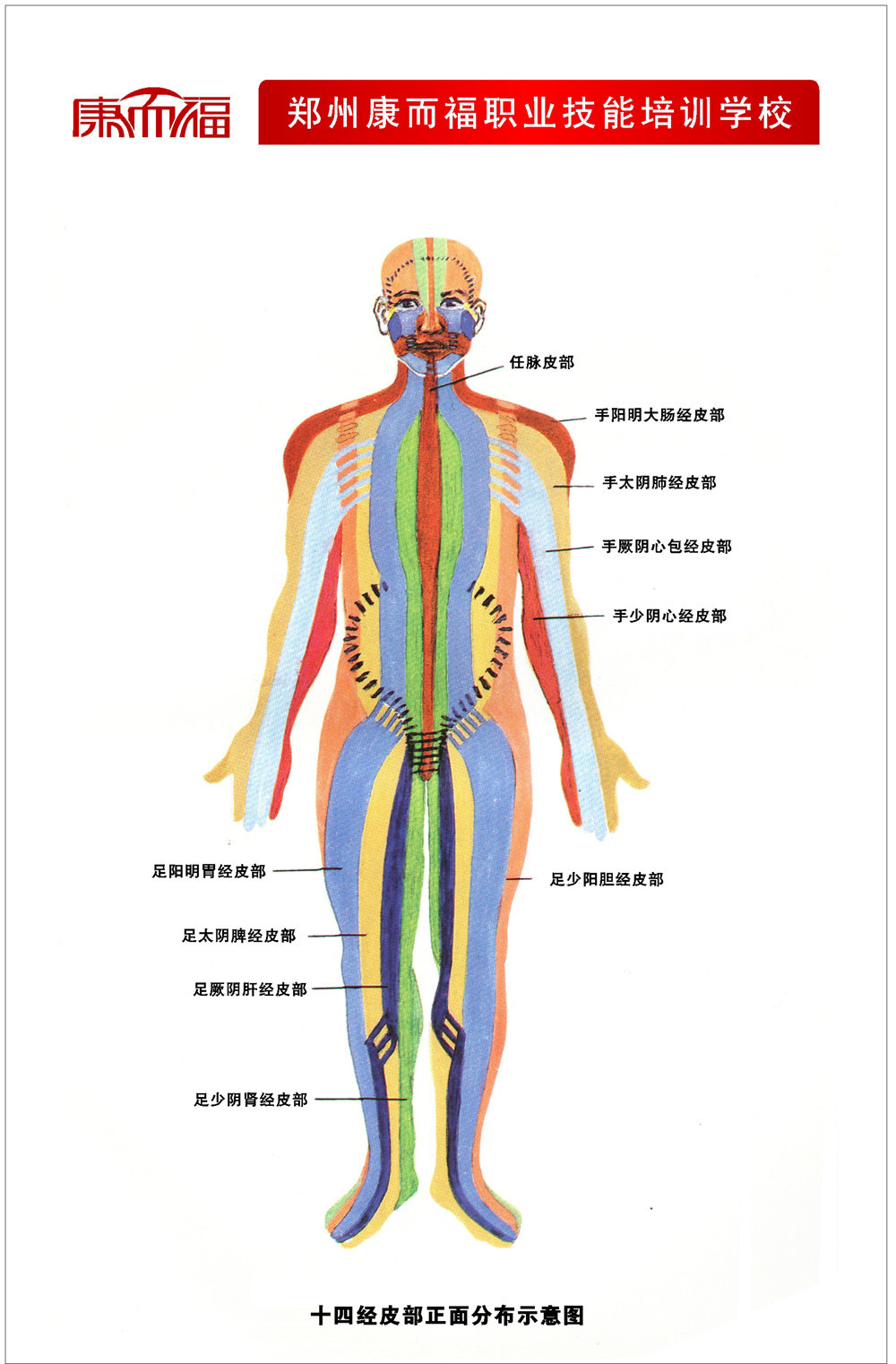 338居家海报展板贴纸图片31人体经络图十四经皮部正面分布示意图