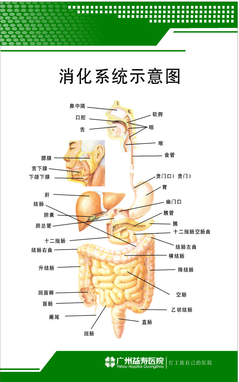 338居家海报展板喷绘贴纸图片39医院用挂图消化系统示意图