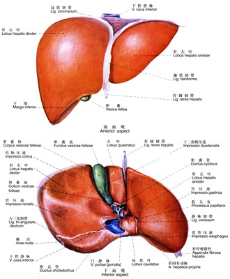 338居家海报展板喷绘贴纸图片208人体肝胆解剖图