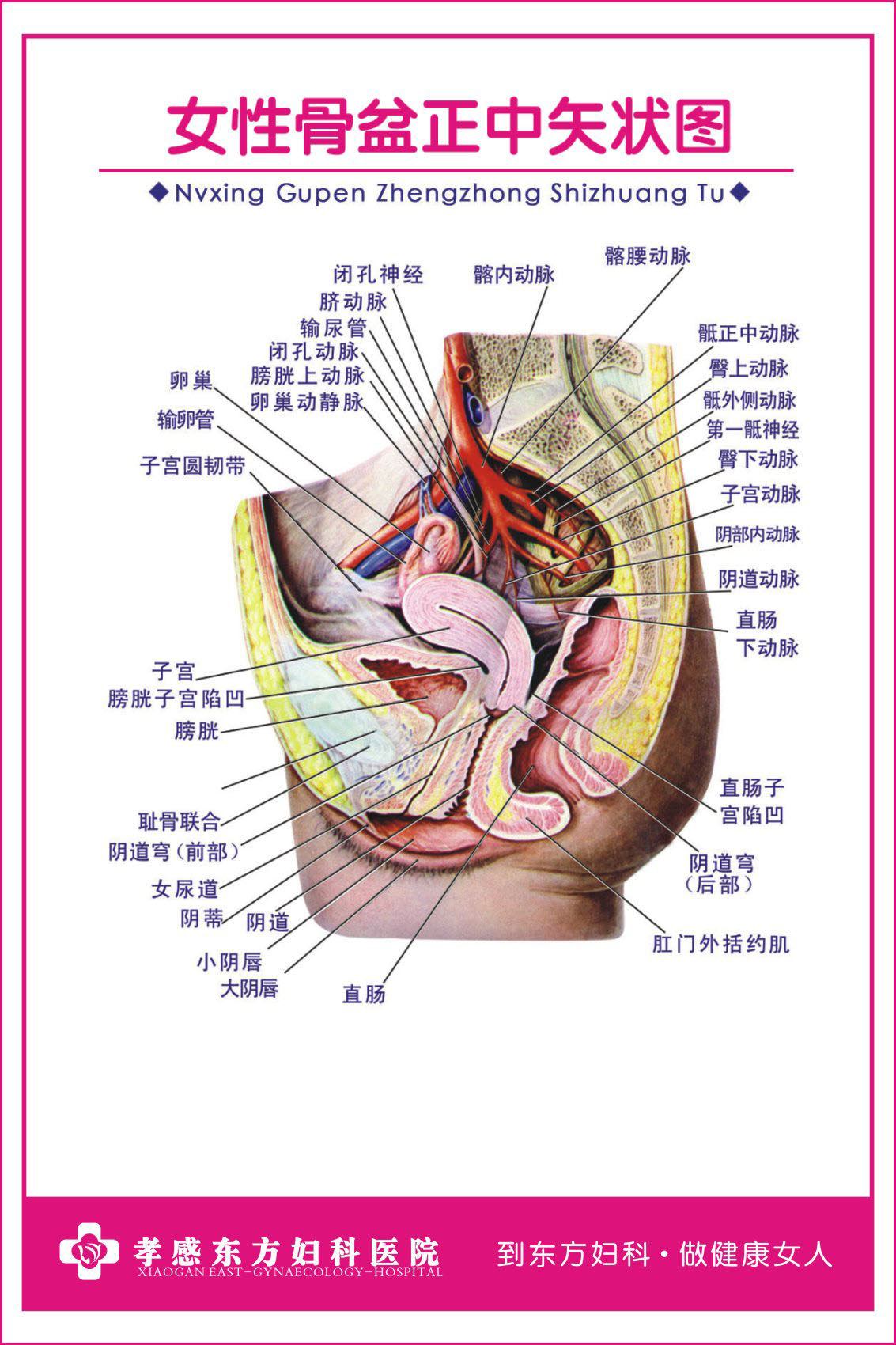 722居家海报展板喷绘贴纸图片201妇科解剖图女性骨盆正中失状图