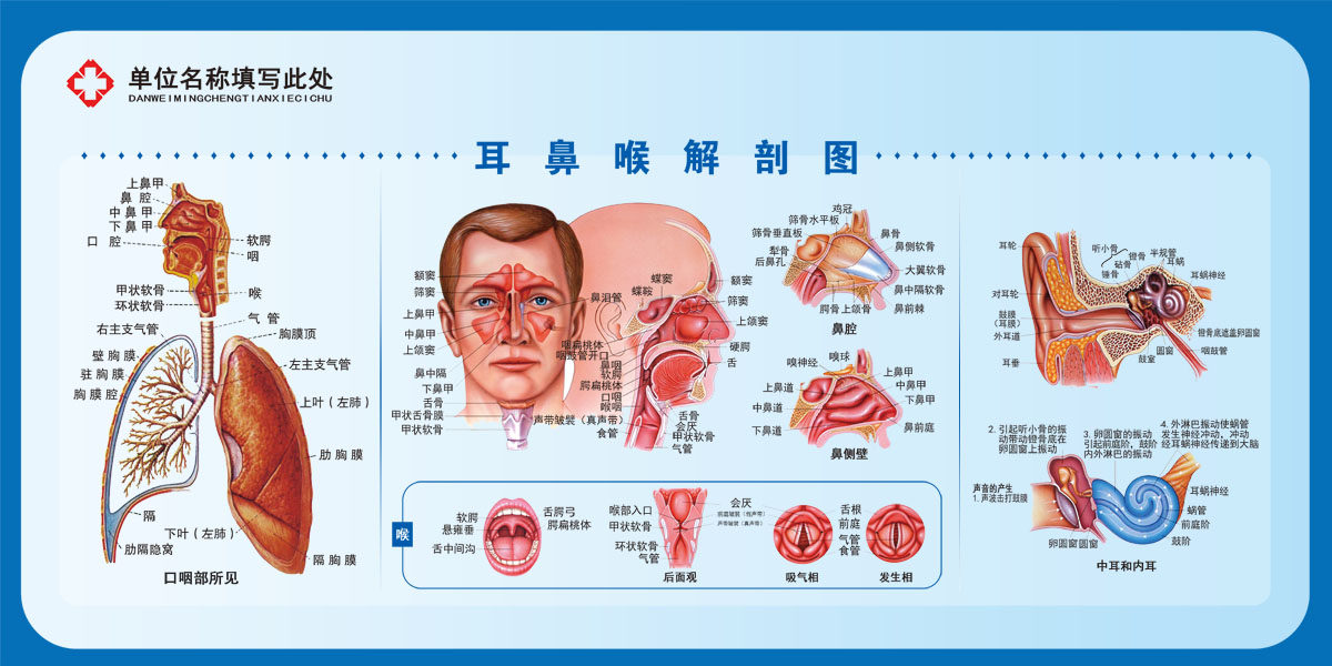 748居家海报展板喷绘贴纸图片203医院五官科解剖图挂图展板