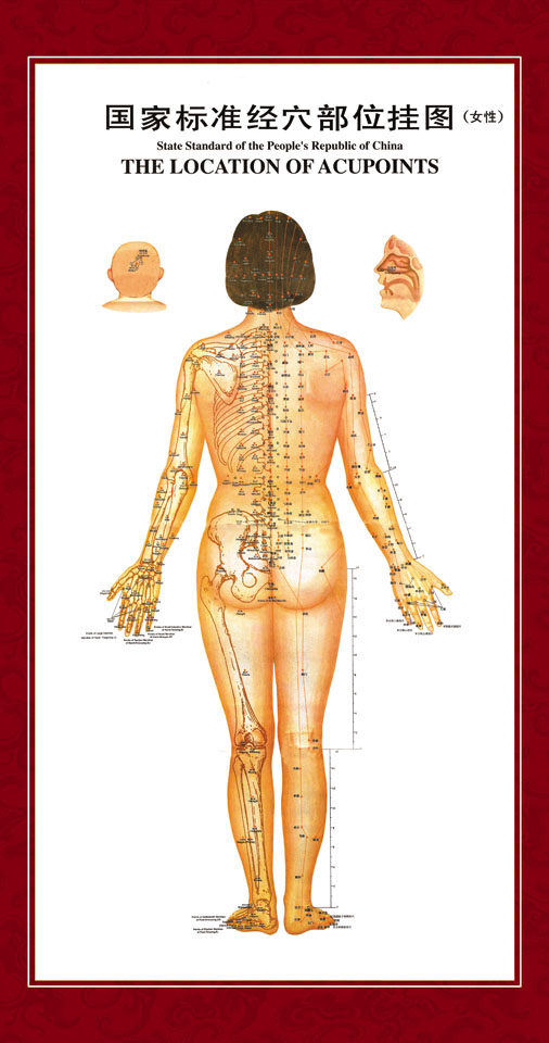 338居家海报展板喷绘贴纸图片193人体国家标准穴部位挂图(女性)