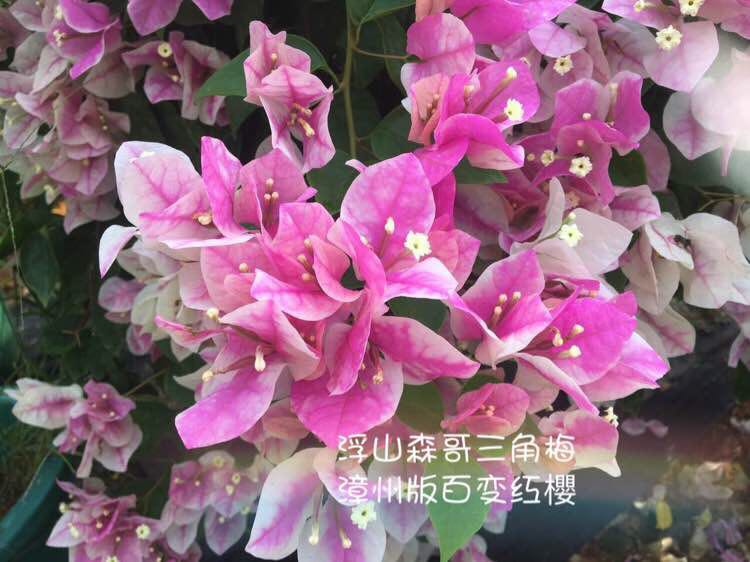 漳版百变红樱三角梅袋苗满19.9包邮除偏远