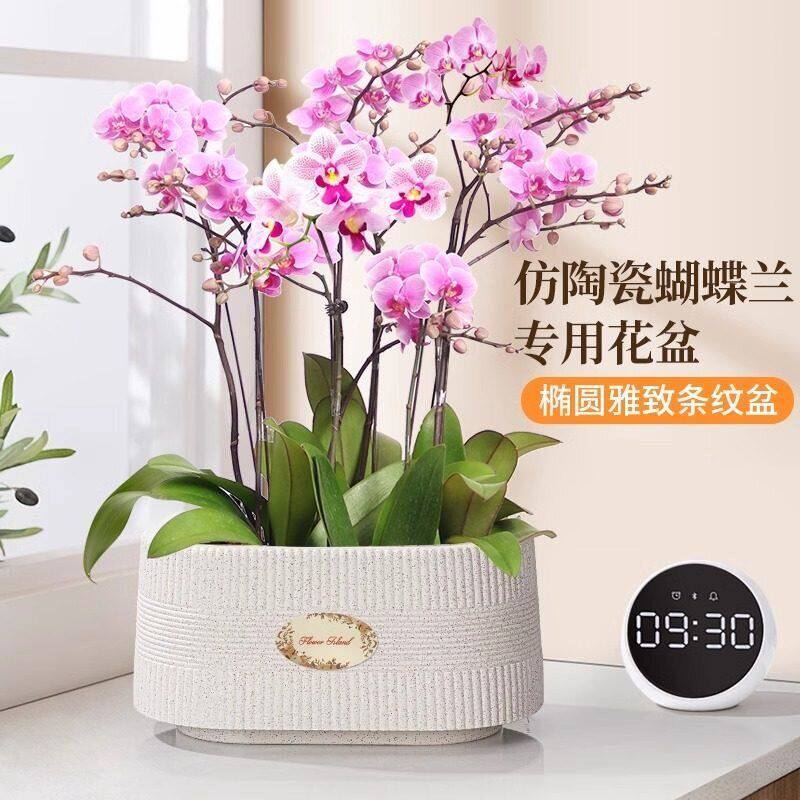 蝴蝶兰花盆家用塑料树脂加厚耐用
