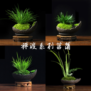 金钱菖蒲 金蒲虎须菖蒲石菖蒲日本黄金姬贵船苔盆栽山水盆景文竹