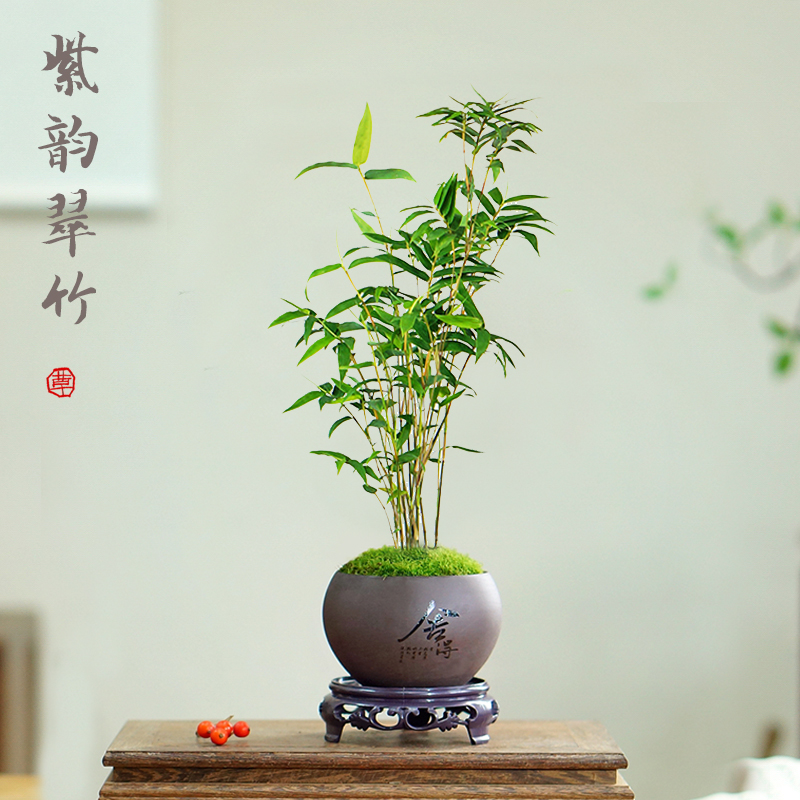 米竹青竹凤尾竹姬翠竹子盆景苔藓盆栽紫砂盆办公桌茶桌面微型绿植