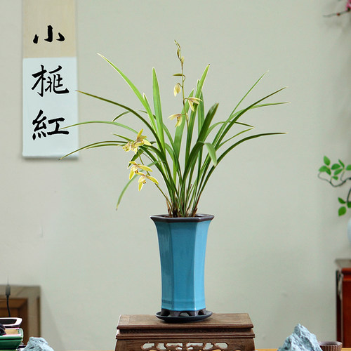 小桃红精品国兰风雅细腻带盆栽好