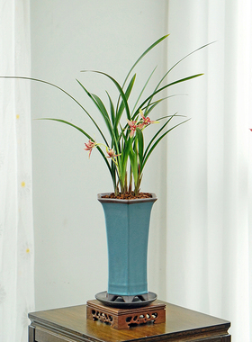 玉红双娇逸红国魂兰花草国兰建兰桌面中式高端盆栽花卉盆景香味