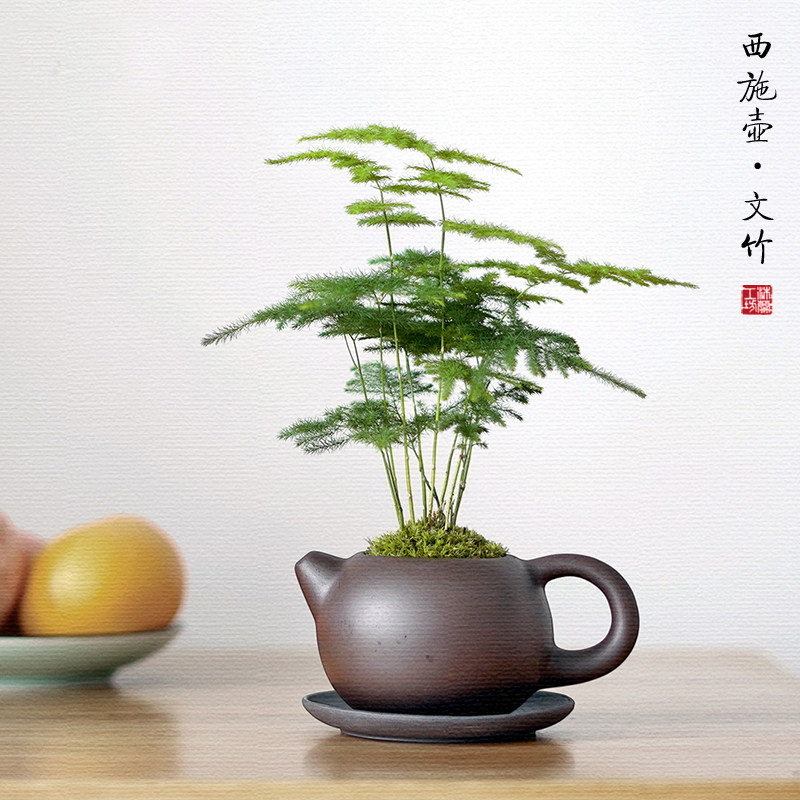 矮生密叶迷你文竹盆栽紫砂壶盆景茶室书房茶桌小绿植桌面室内植物