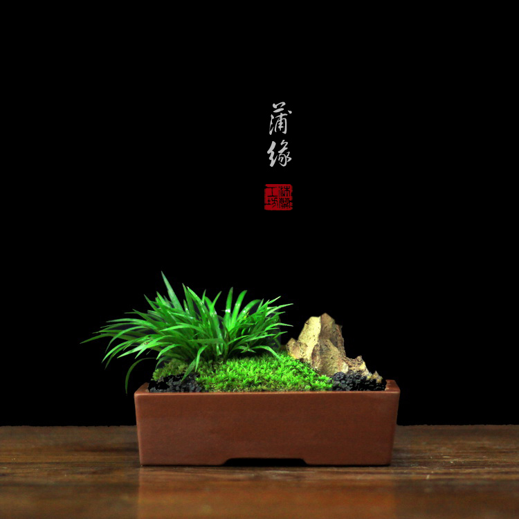 金钱新款沐兰工坊办公桌虎须草石菖蒲日本黄金姬贵船苔盆栽景茶道