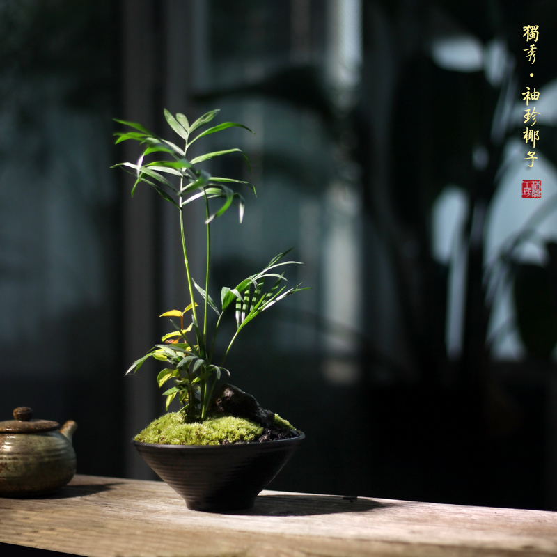 袖珍椰子日式禅意苔藓山石假山花叶络石茶桌办公桌面绿植盆景盆栽