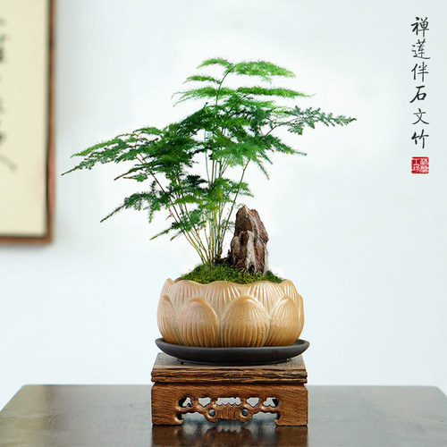 迷你文竹书房净化空气禅意十足