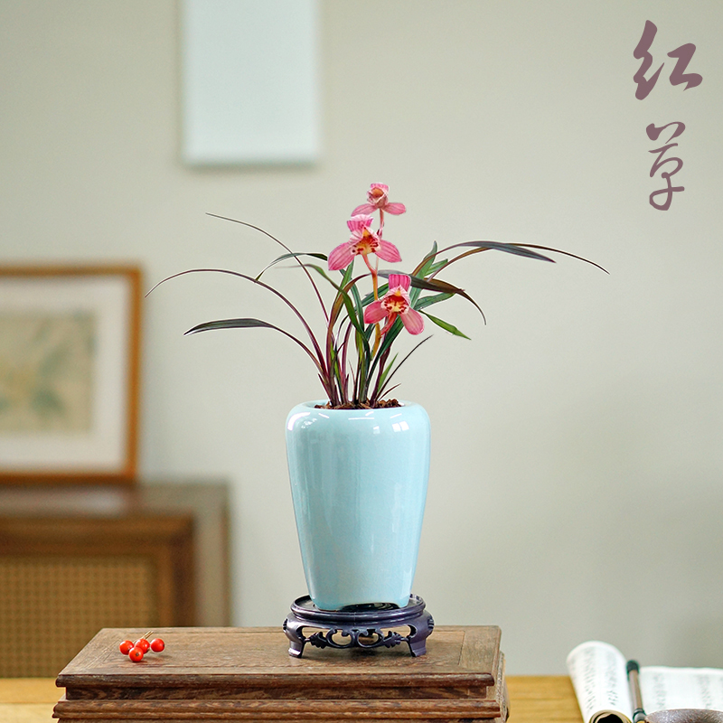 红草高档小型兰花带盆栽好