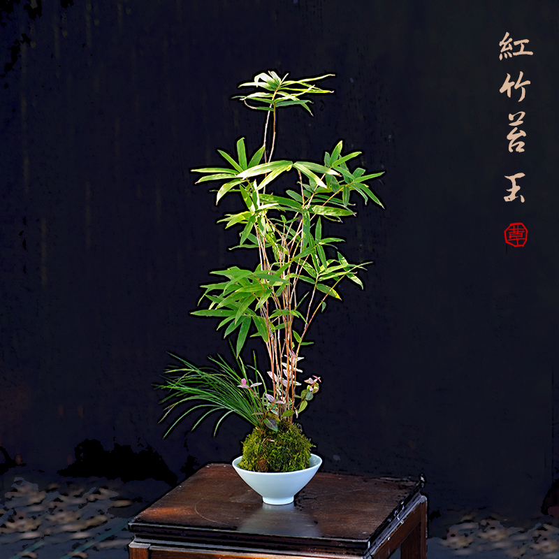 红观音竹水养苔藓球盆有水就能活