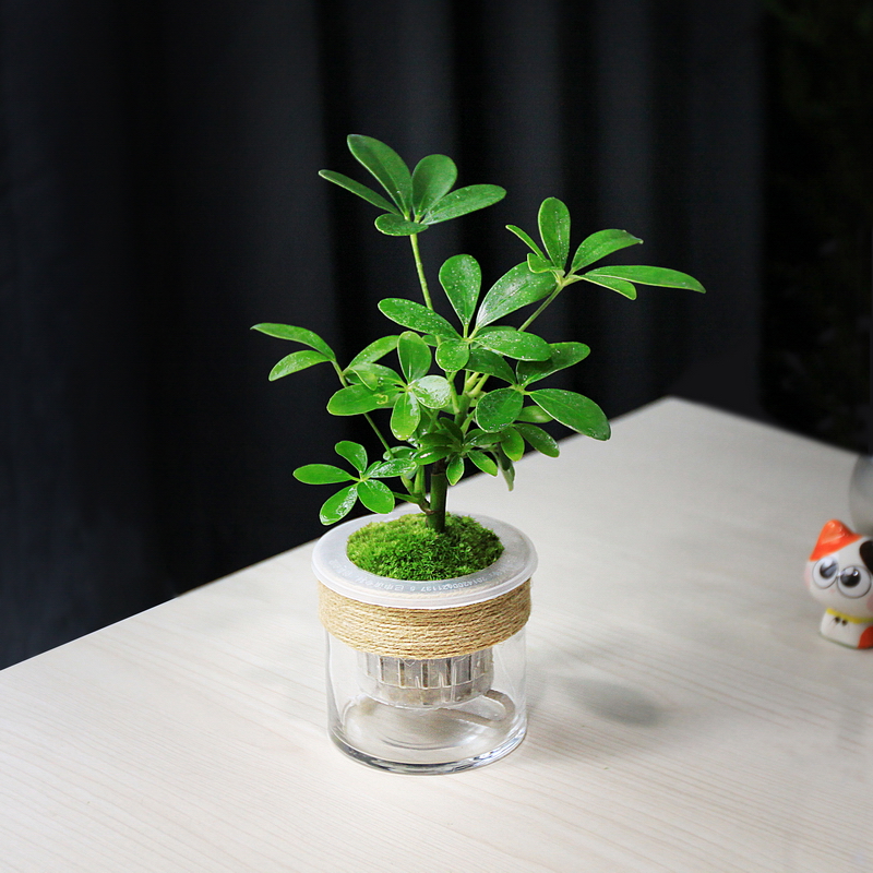 水培懒人盆栽绿植净化空气文竹狼尾蕨罗汉松鸭脚木苔藓桌面盆栽