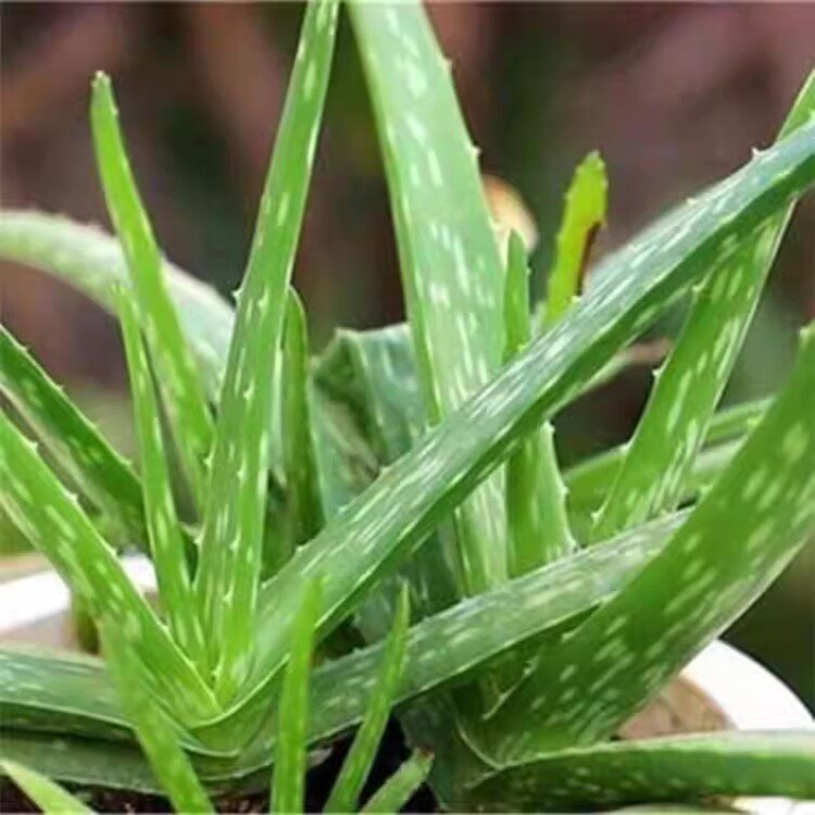芦荟盆栽花卉中华细叶芦荟净化空气美容药用好养植物多肉植物好养