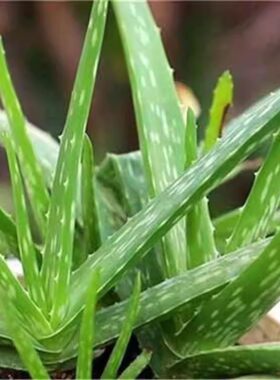 中华细叶芦荟多肉盆栽净化空气