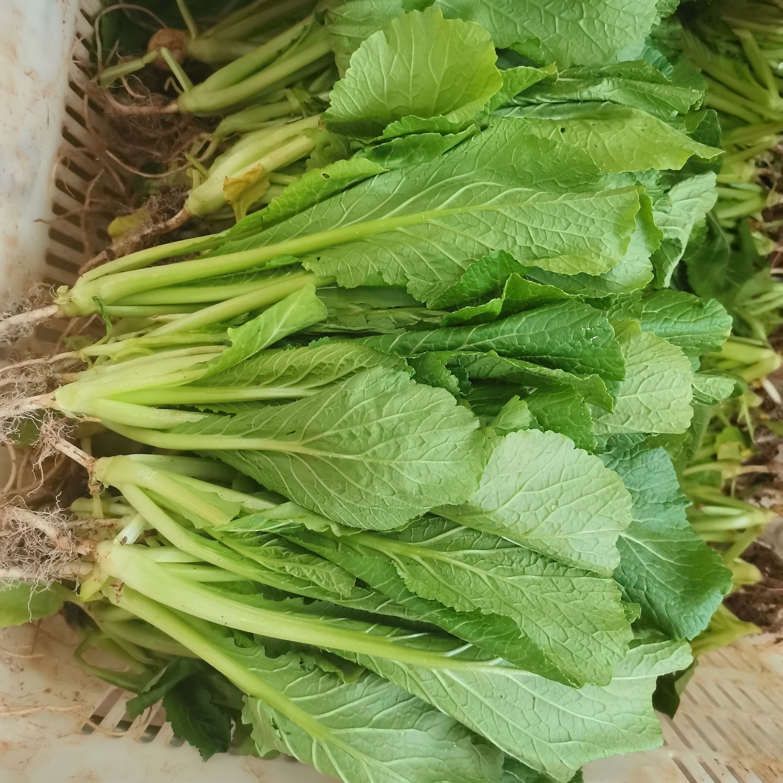 云南新鲜蔬菜顺丰包邮带根小苦菜苗鲜嫩美味青菜现挖现发昆明品种