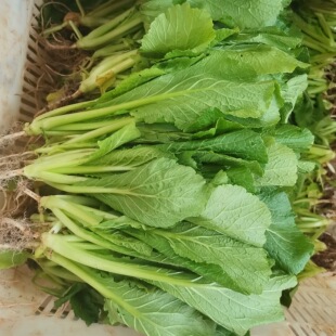 云南新鲜蔬菜顺丰包邮带根小苦菜苗鲜嫩美味青菜现挖现发昆明品种