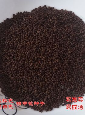 红色凤仙花 新鲜指甲花纯白花瓣 小桃红染发染甲灰指甲 种子 包邮